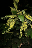 Mahonia japonica Bealei Group RCP1-08 073.jpg